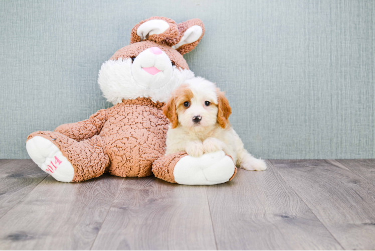 Popular Cavachon Designer Pup