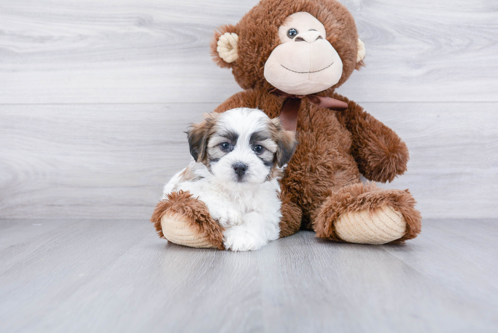 Adorable Shichon Designer Puppy