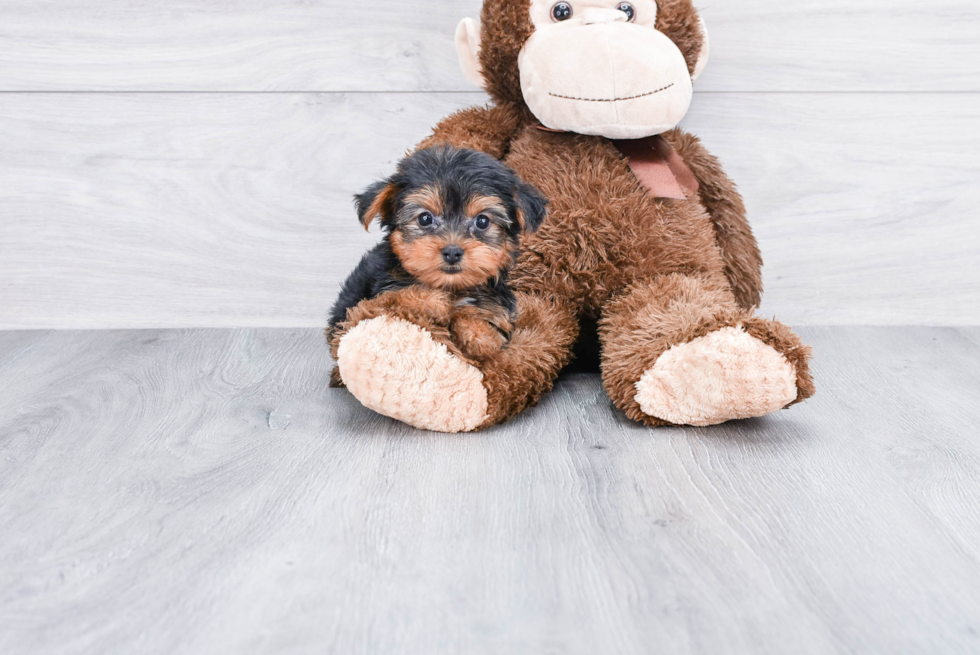 Meet Izzie - our Yorkshire Terrier Puppy Photo 