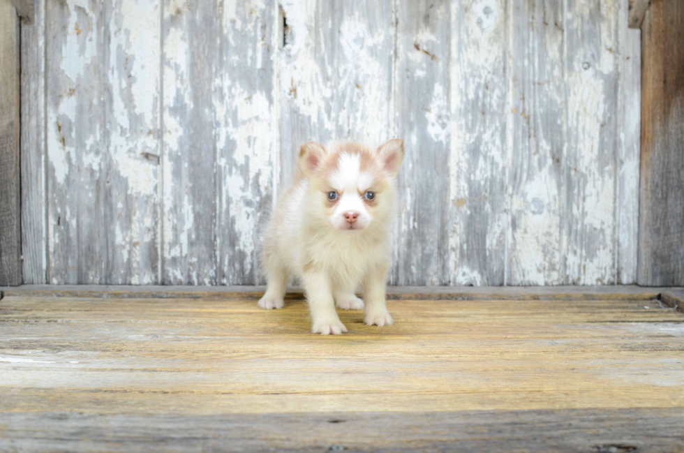 Best Pomsky Baby