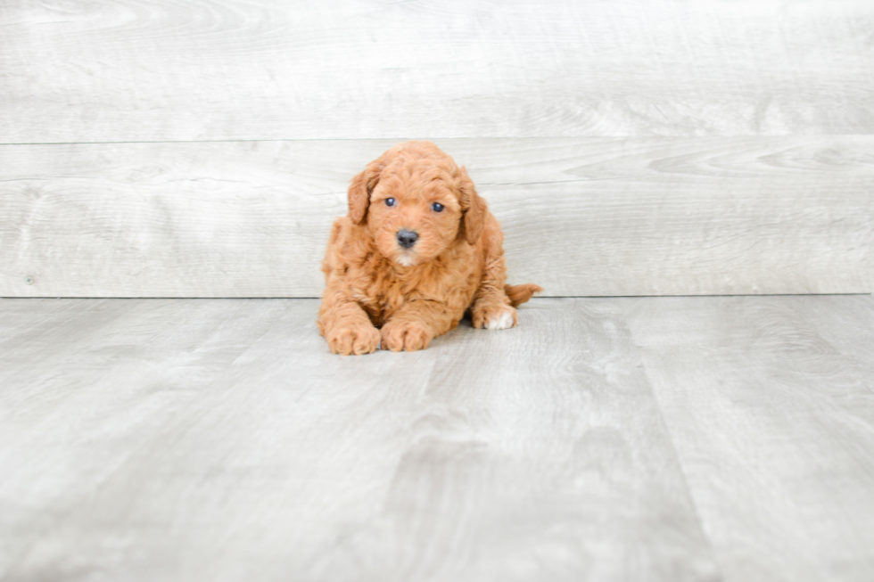 Friendly Mini Goldendoodle Baby