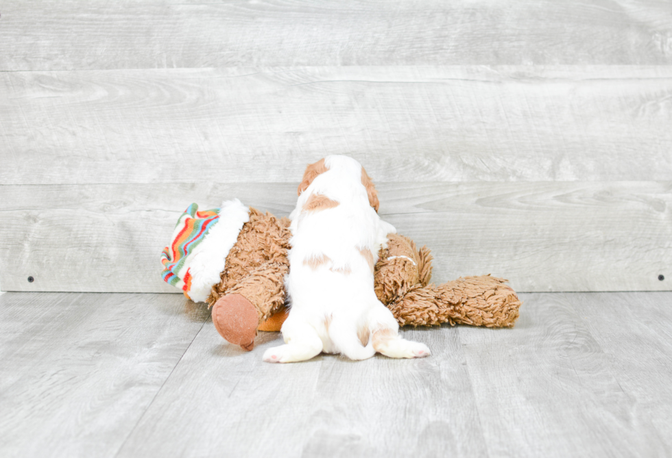 Friendly Cavalier King Charles Spaniel Baby