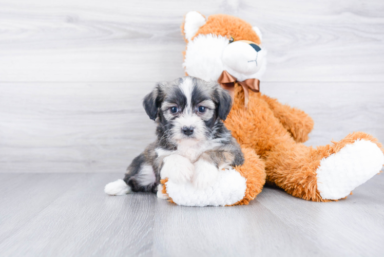 Best Havanese Baby
