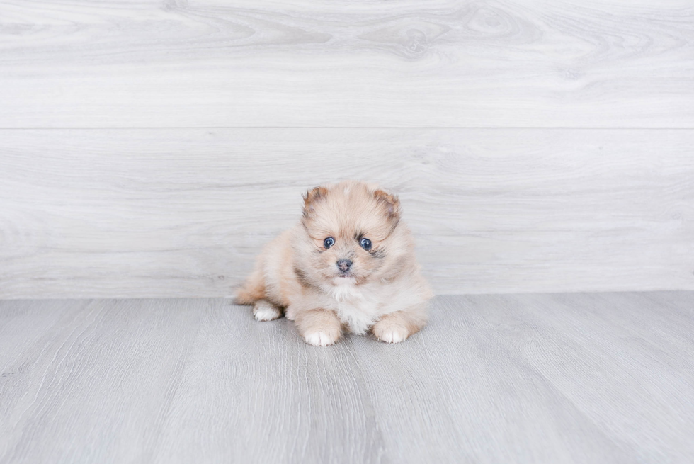 Pomeranian Puppy for Adoption