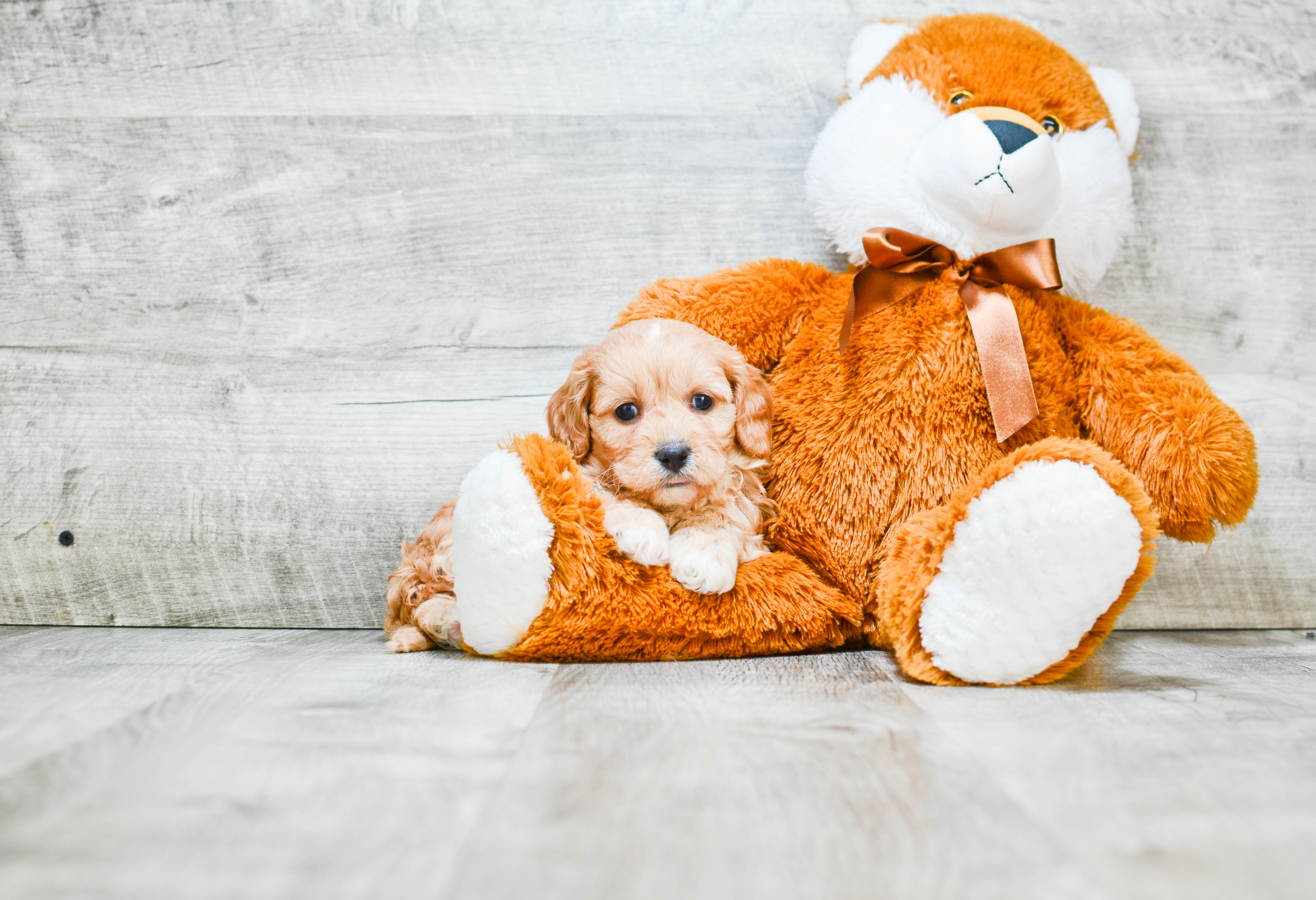 Best Cavapoo Baby