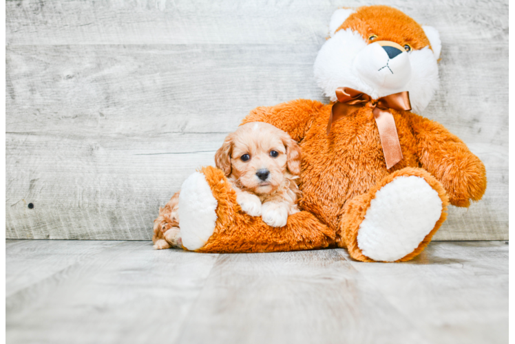 Best Cavapoo Baby