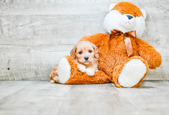 Best Cavapoo Baby