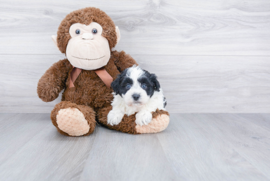 Havanese Pup Being Cute