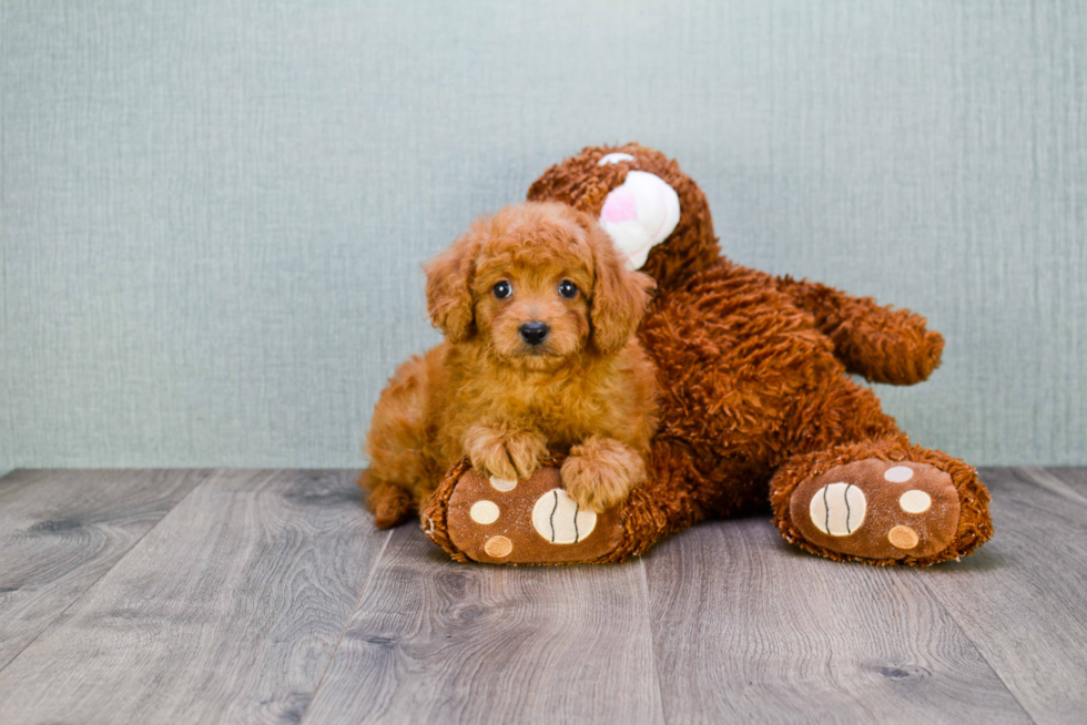 Hypoallergenic Cavoodle Poodle Mix Puppy