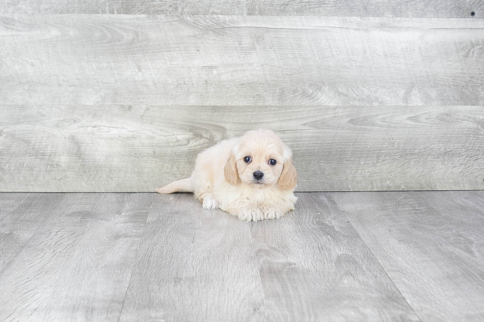 Cavachon Pup Being Cute