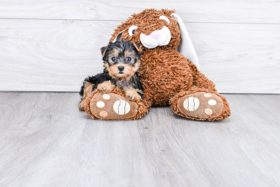 Meet Becca - our Yorkshire Terrier Puppy Photo 