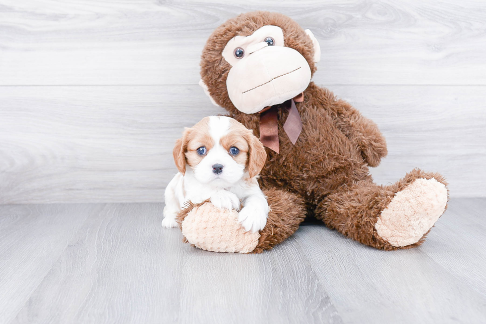 Best Cavalier King Charles Spaniel Baby