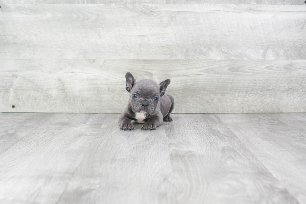 Fluffy Frenchie Purebred Puppy