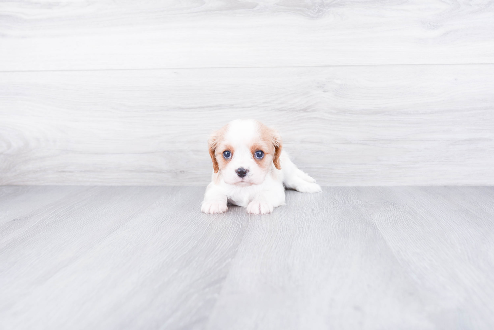 Funny Cavalier King Charles Spaniel Purebred Pup