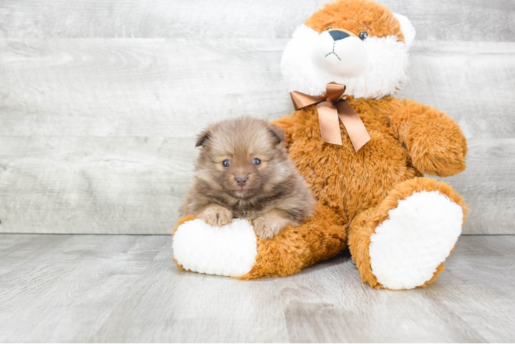 Popular Pomeranian Baby