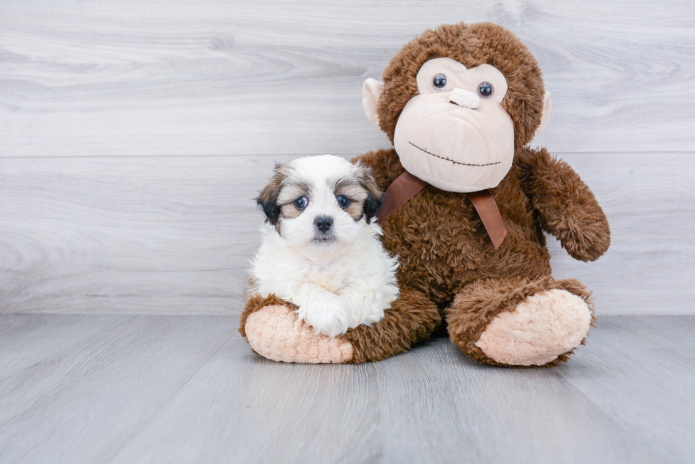 Teddy Bear Puppy for Adoption