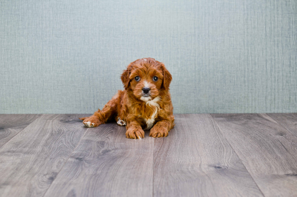 Petite Cavapoo Poodle Mix Pup