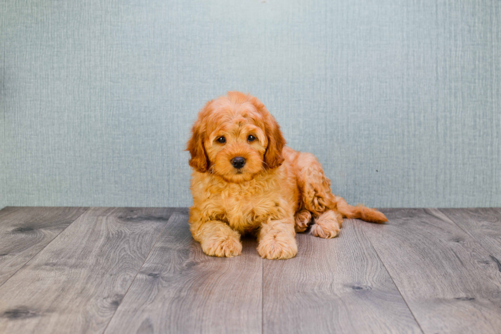 Small Mini Goldendoodle Baby