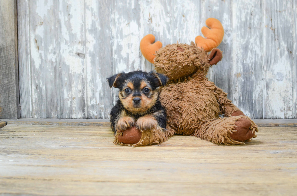 Mixed Breed Puppy for Adoption