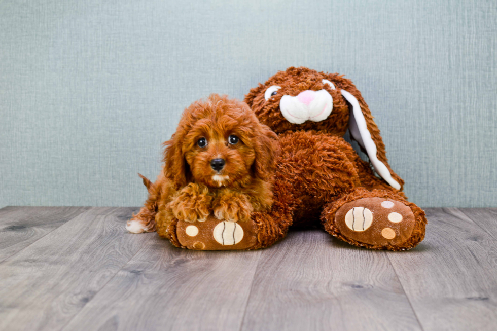 Best Cavapoo Baby