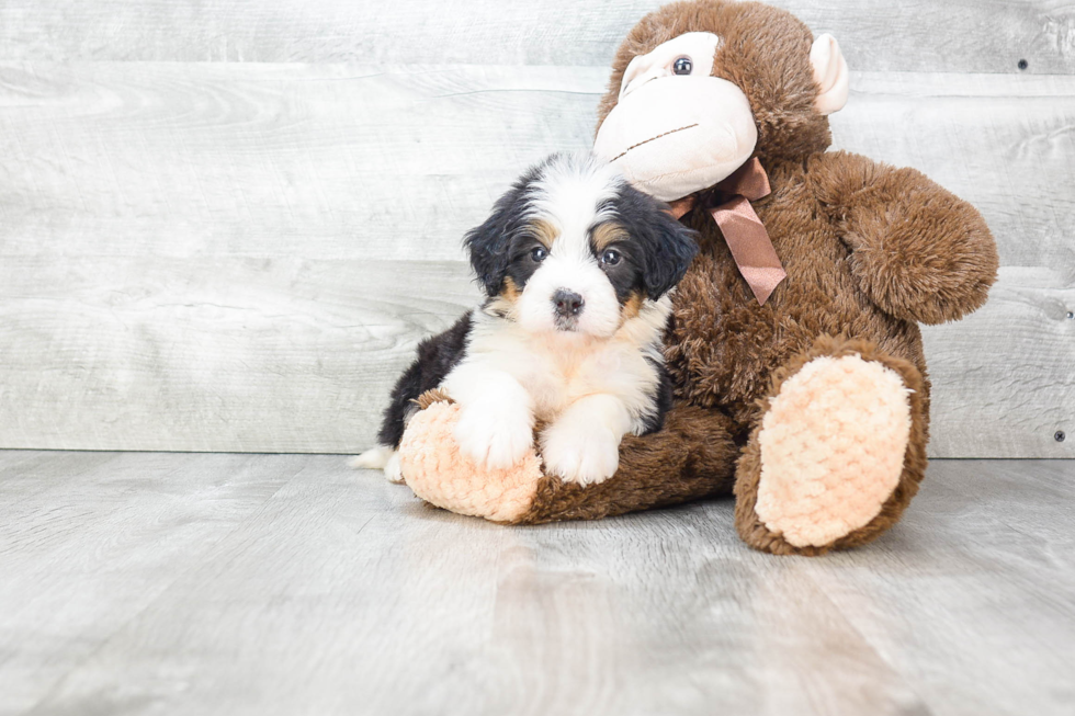 Petite Mini Bernedoodle Poodle Mix Pup