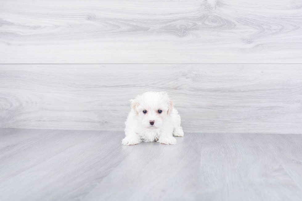 Smart Maltipoo Poodle Mix Pup