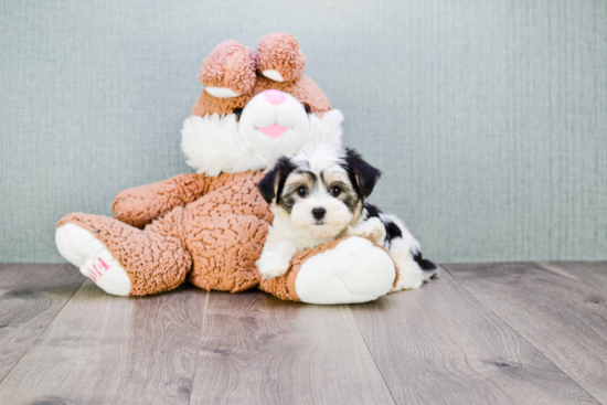 Energetic Yorkie Designer Puppy