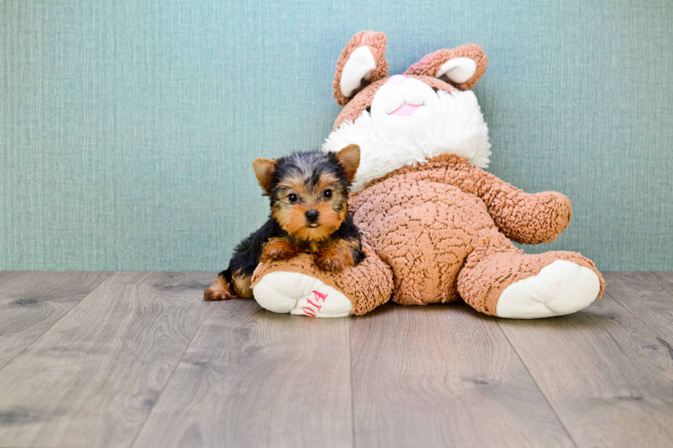 Meet Goldie - our Yorkshire Terrier Puppy Photo 