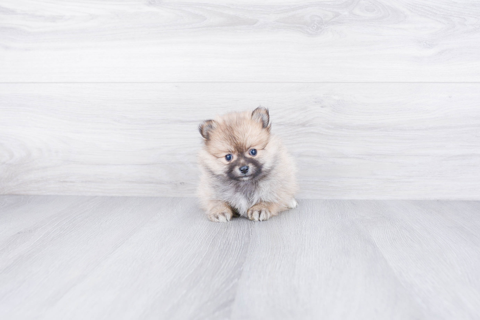 Pomeranian Pup Being Cute