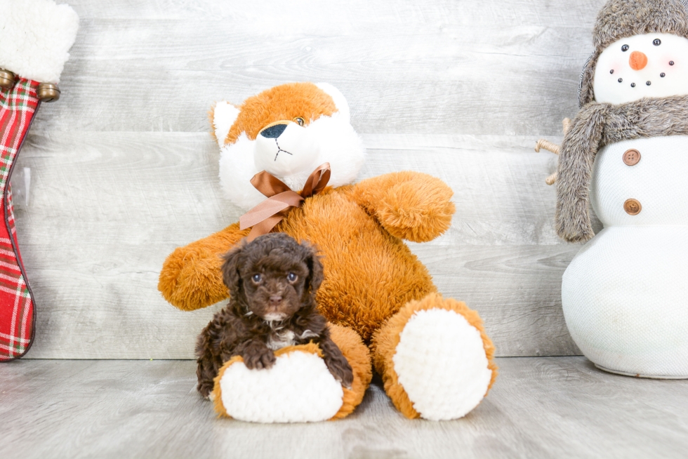 Poodle Puppy for Adoption