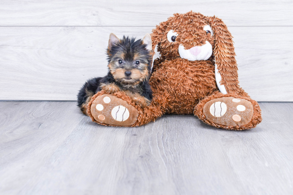 Meet Zoro - our Yorkshire Terrier Puppy Photo 