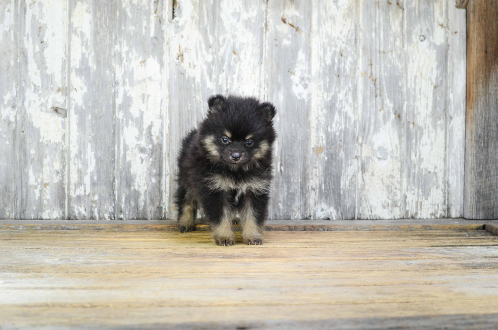 Hypoallergenic Pomeranian Purebred Pup