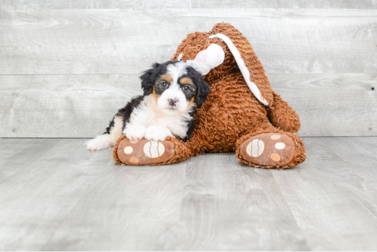 Popular Mini Bernedoodle Poodle Mix Pup