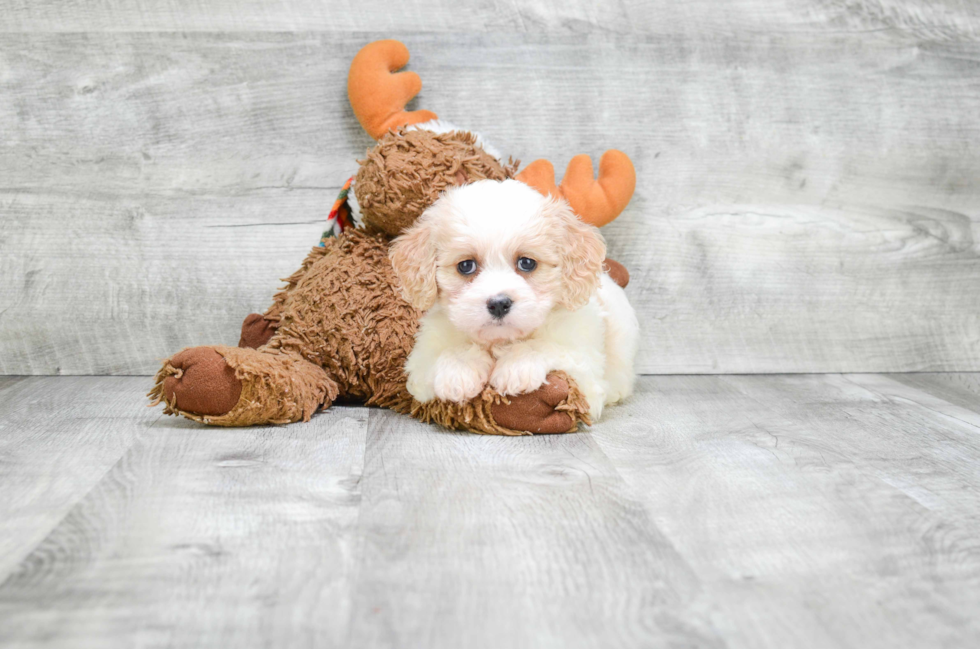 Cavachon Pup Being Cute