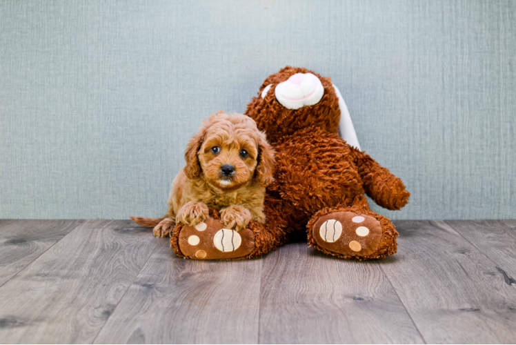 Funny Cavapoo Poodle Mix Pup