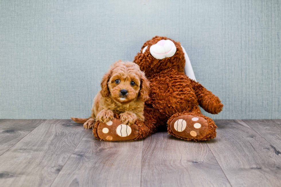 Funny Cavapoo Poodle Mix Pup