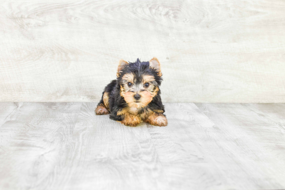 Meet Rascal - our Yorkshire Terrier Puppy Photo 