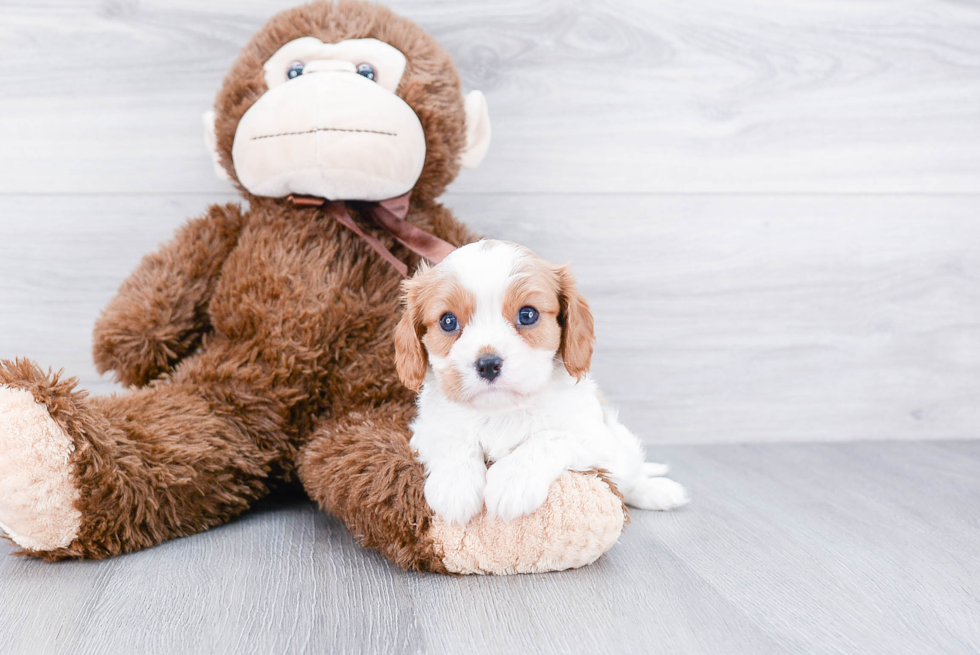 Friendly Cavalier King Charles Spaniel Baby