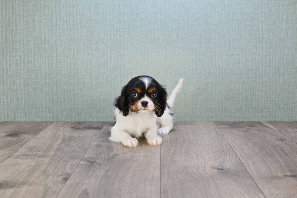 Cavalier King Charles Spaniel Pup Being Cute