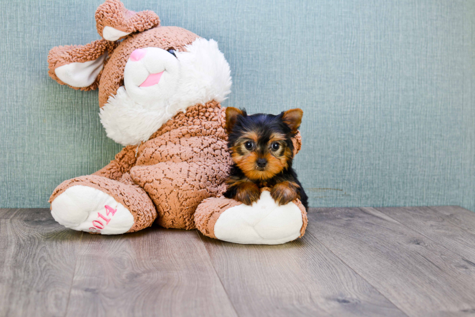 Meet Victoria - our Yorkshire Terrier Puppy Photo 