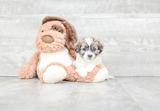 Akc Registered Havanese Baby