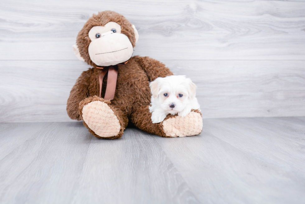 Little Maltepoo Poodle Mix Puppy