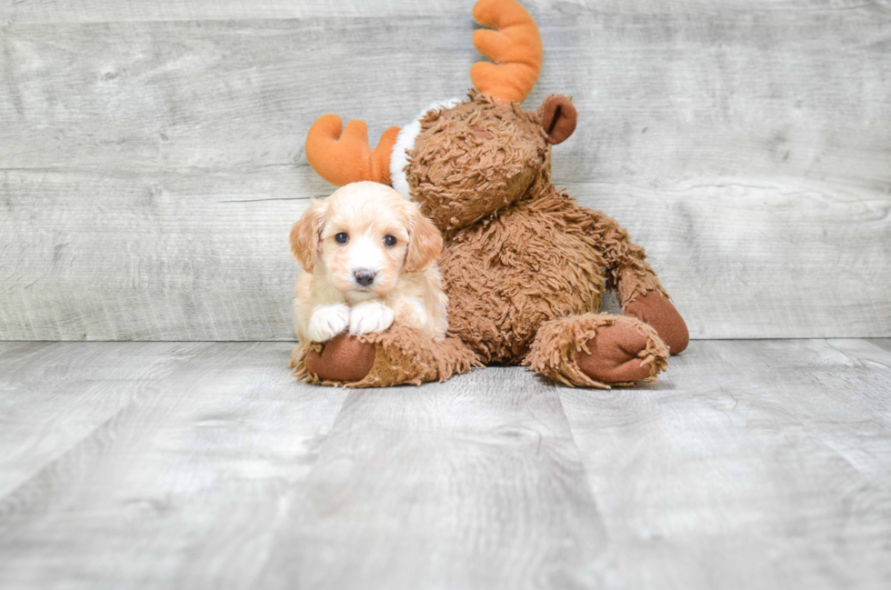 Petite Cavapoo Poodle Mix Pup