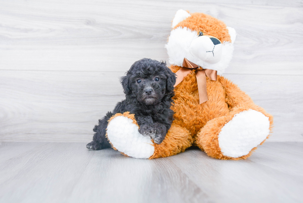 Fluffy Pudle Purebred Puppy