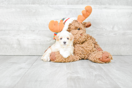 Sweet Maltipoo Baby