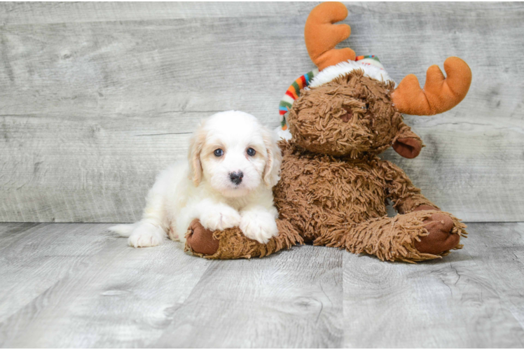 Energetic Cavoodle Poodle Mix Puppy