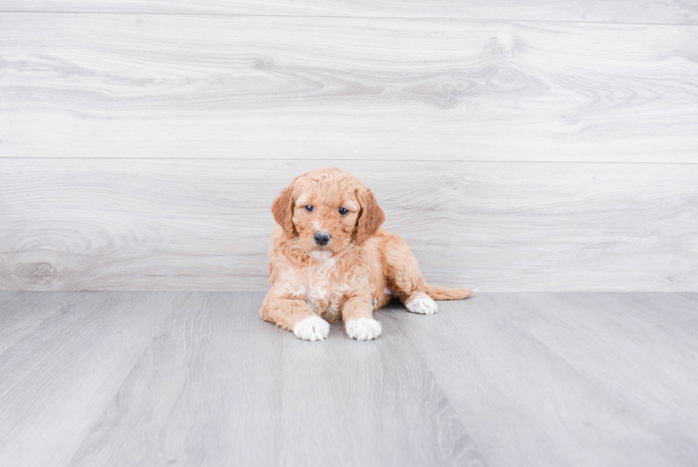 Best Mini Goldendoodle Baby