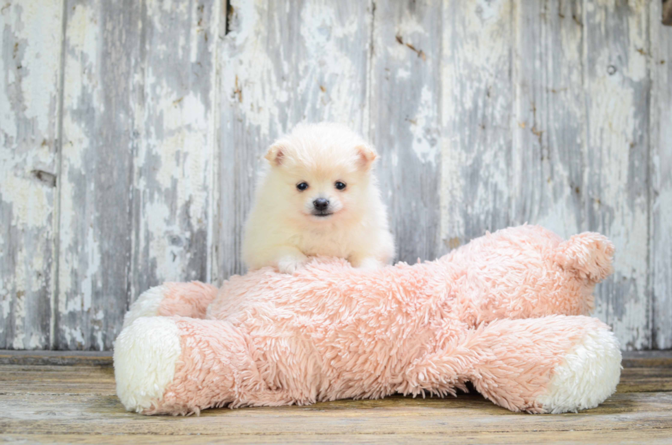 Pomeranian Pup Being Cute