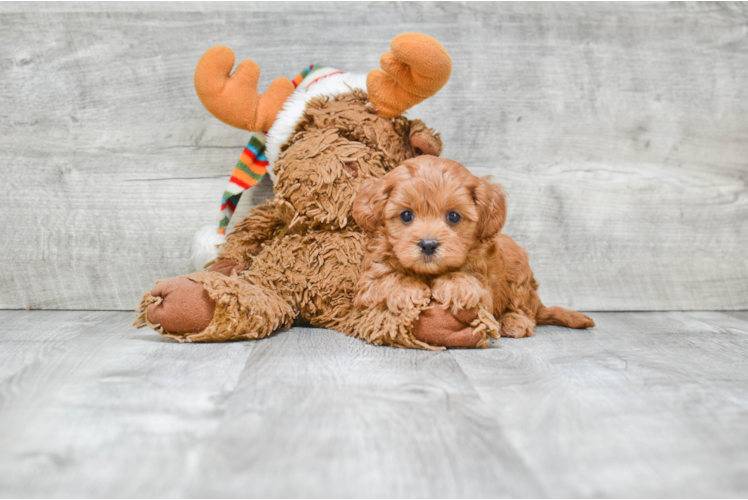 Popular Cavapoo Poodle Mix Pup