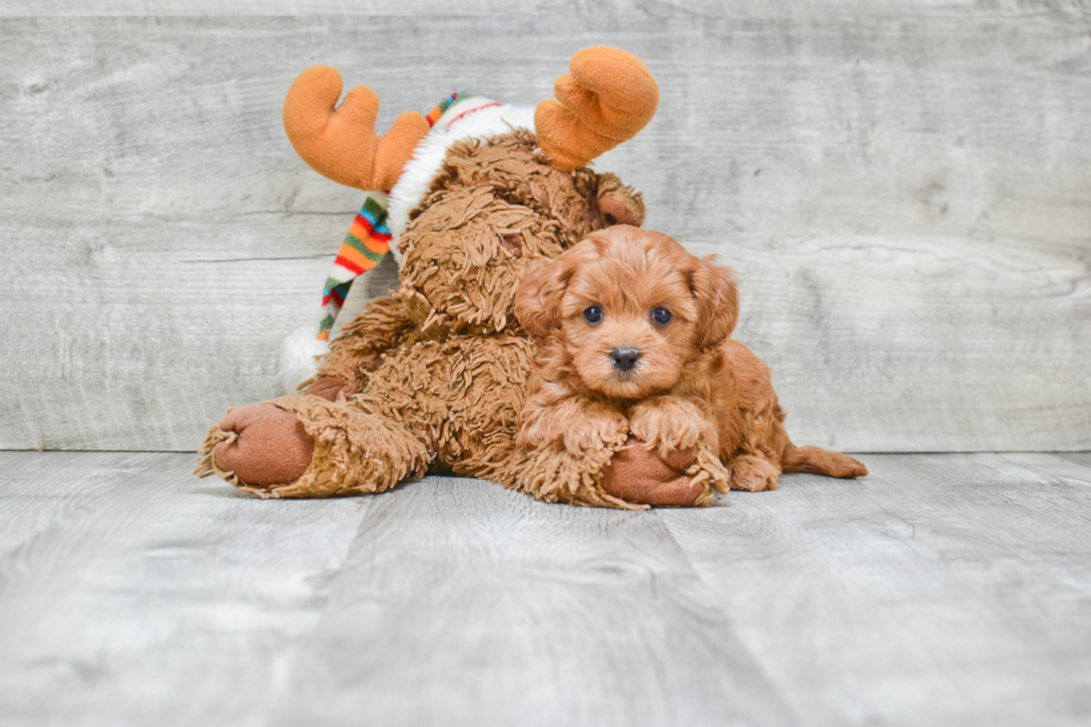 Popular Cavapoo Poodle Mix Pup